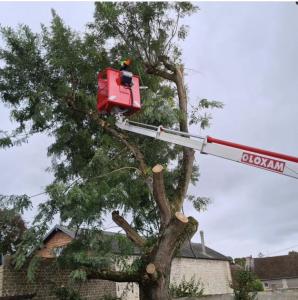 Abattage d'arbres