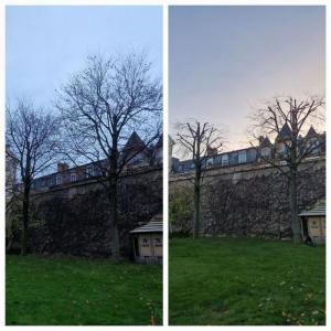 Artisan du Vert - Elagage d'arbres
