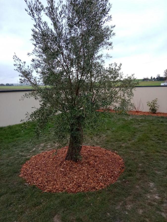 Réalisation de massifs de fleurs - plantation arbustes